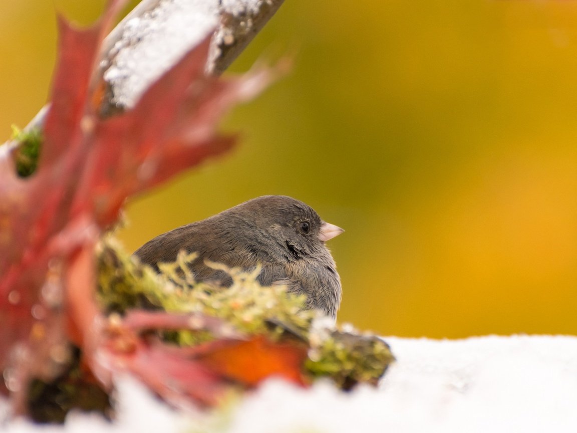 Обои осень, лист, птица, серый юнко, autumn, sheet, bird, gray junco разрешение 2048x1254 Загрузить