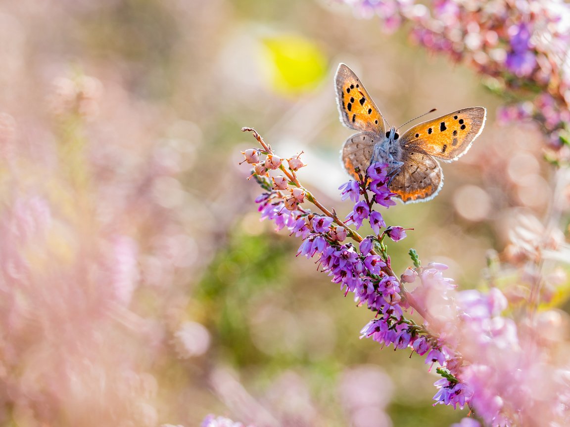 Обои цветы, макро, насекомое, бабочка, крылья, размытость, flowers, macro, insect, butterfly, wings, blur разрешение 3840x2400 Загрузить