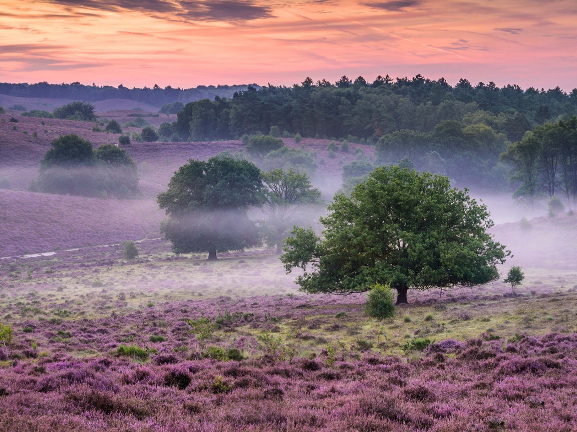 Обои цветы, природа, лес, утро, туман, поле, кусты, flowers, nature, forest, morning, fog, field, the bushes разрешение 1920x1200 Загрузить