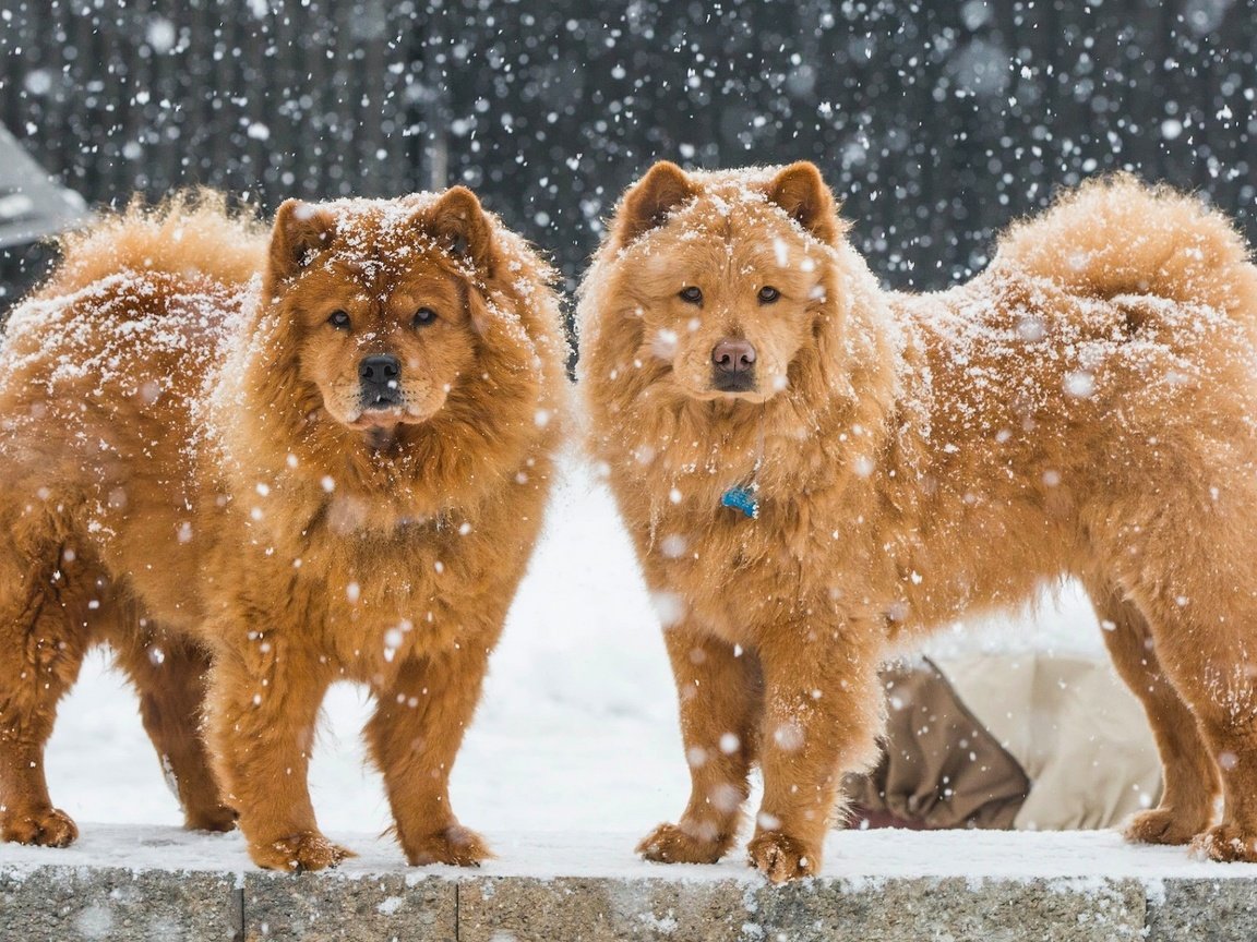 Обои снег, зима, собаки, чау-чау, snow, winter, dogs, chow разрешение 1920x1200 Загрузить