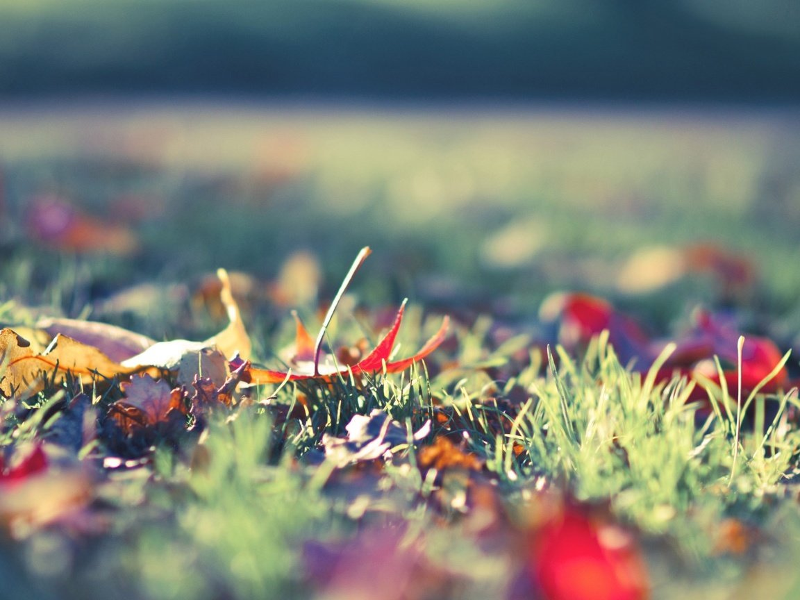 Обои трава, природа, листья, макро, осень, grass, nature, leaves, macro, autumn разрешение 2560x1600 Загрузить