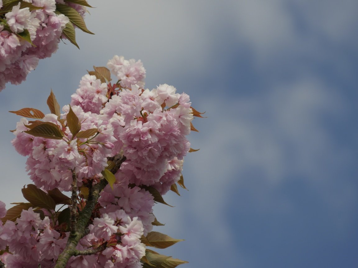 Обои небо, ветка, цветение, весна, вишня, розовые цветы, the sky, branch, flowering, spring, cherry, pink flowers разрешение 5184x3456 Загрузить