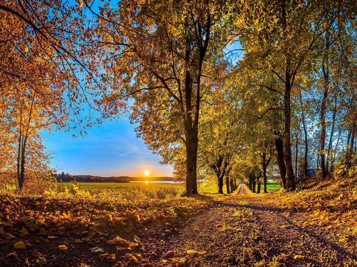 Обои небо, дорога, деревья, природа, лес, листья, парк, осень, the sky, road, trees, nature, forest, leaves, park, autumn разрешение 3840x2400 Загрузить