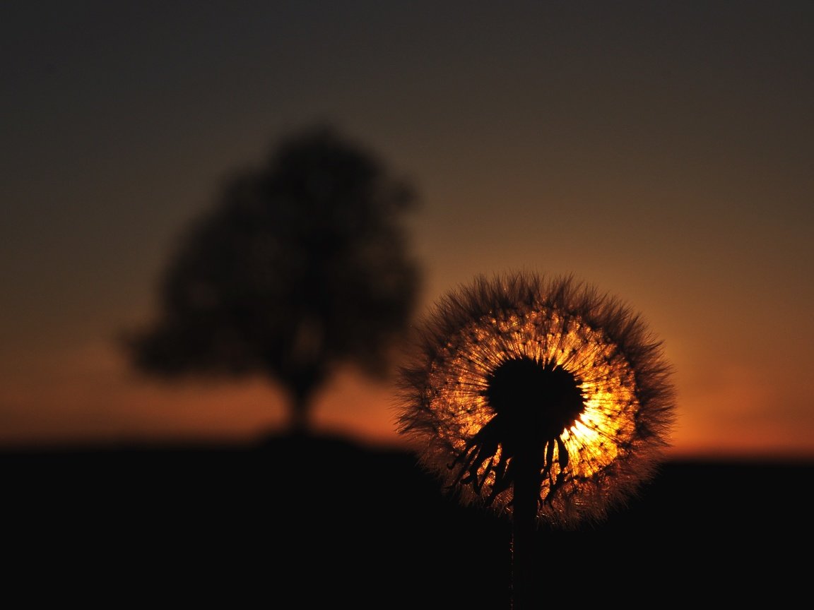 Обои закат, цветок, одуванчик, пушинки, былинки, sunset, flower, dandelion, fuzzes, blade разрешение 4288x2848 Загрузить