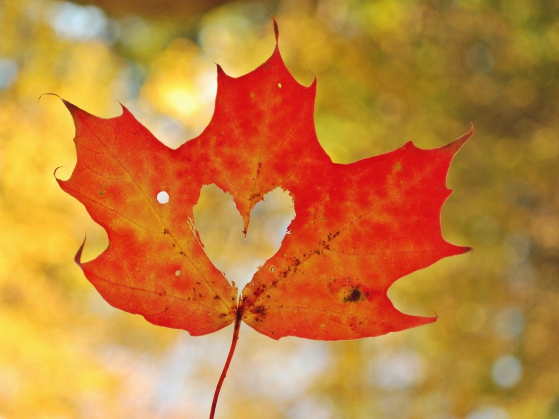 Обои осень, лист, сердце, любовь, кленовый лист, боке, autumn, sheet, heart, love, maple leaf, bokeh разрешение 2830x2081 Загрузить