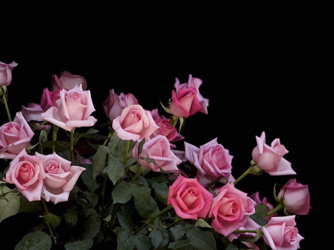 Обои цветы, бутоны, розы, букет, flowers, buds, roses, bouquet разрешение 2478x1394 Загрузить