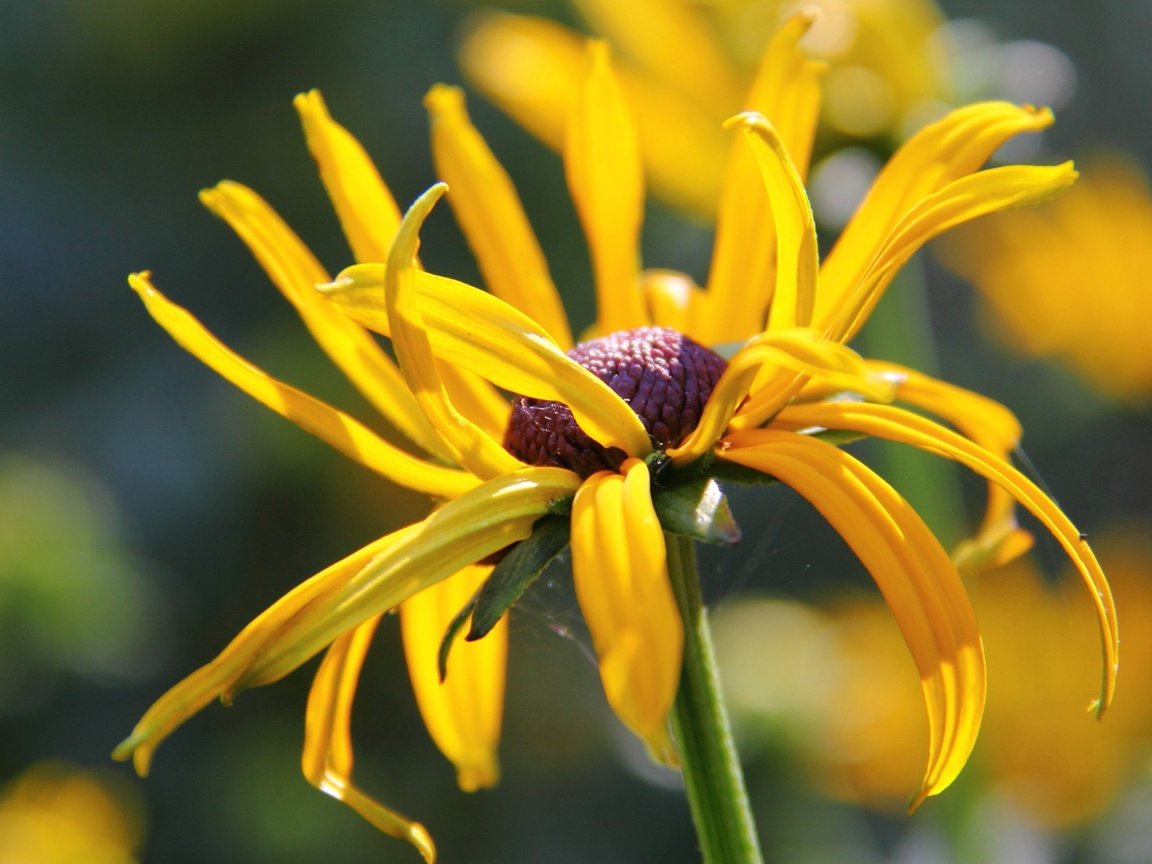 Обои цветок, лепестки, стебель, боке, рудбекия, flower, petals, stem, bokeh, rudbeckia разрешение 3840x2160 Загрузить