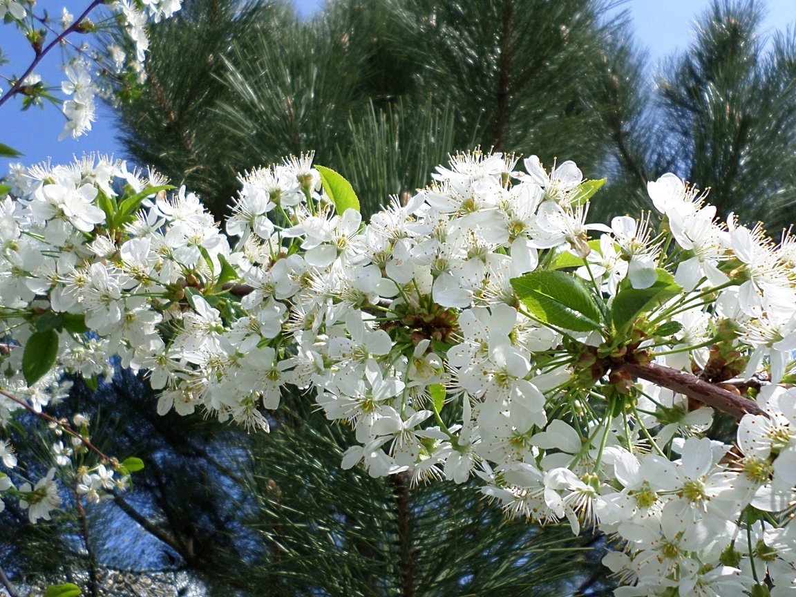 Обои ветка, цветение, весна, вишня, branch, flowering, spring, cherry разрешение 1920x1200 Загрузить