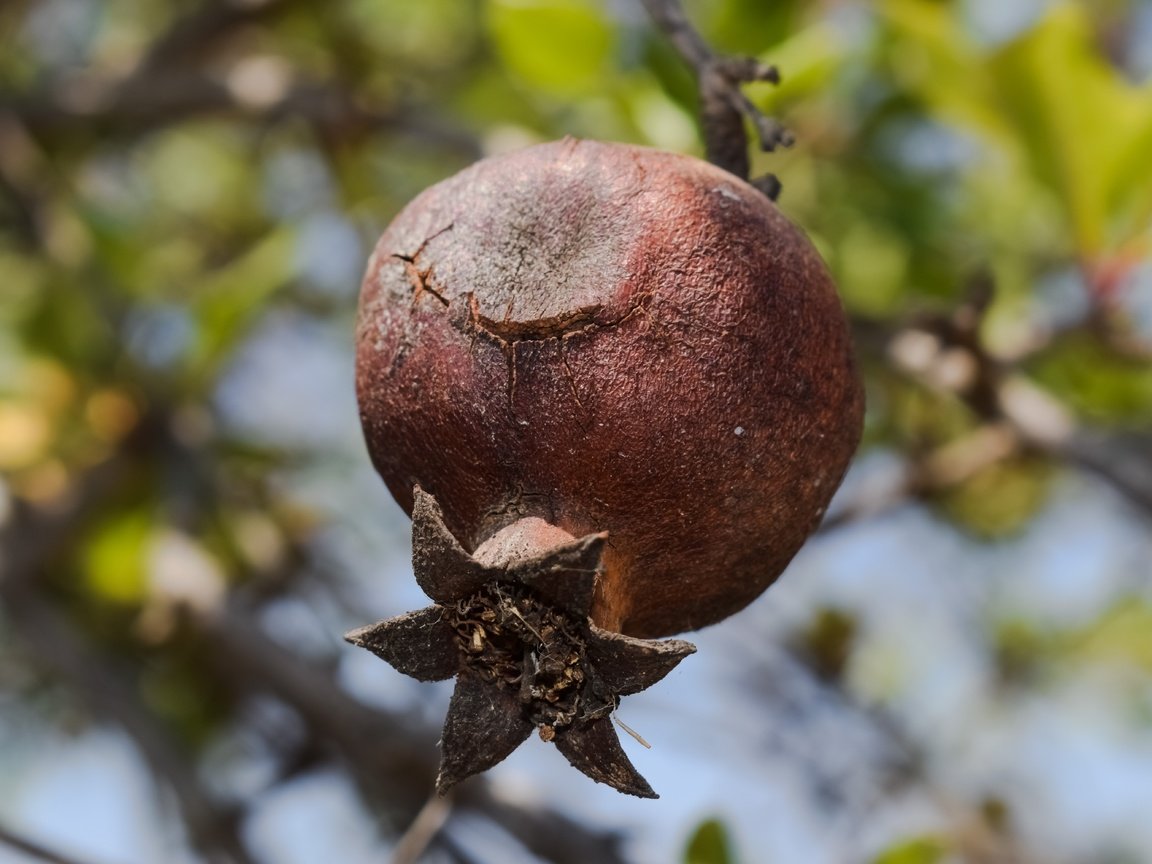 Обои дерево, листья, макро, размытость, плод, фрукт, гранат, tree, leaves, macro, blur, the fruit, fruit, garnet разрешение 6000x4000 Загрузить