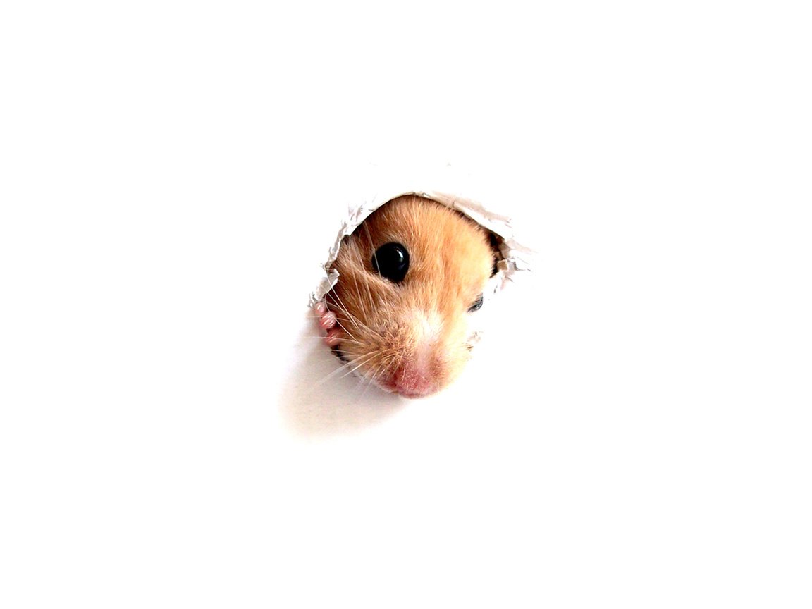 Обои мордочка, взгляд, стена, белый фон, хомяк, дырка, muzzle, look, wall, white background, hamster, hole разрешение 2560x1600 Загрузить