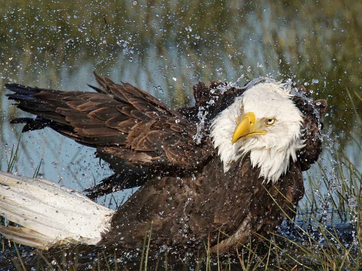 Обои вода, капли, орел, хищник, птица, клюв, перья, белоголовый орлан, water, drops, eagle, predator, bird, beak, feathers, bald eagle разрешение 1920x1080 Загрузить