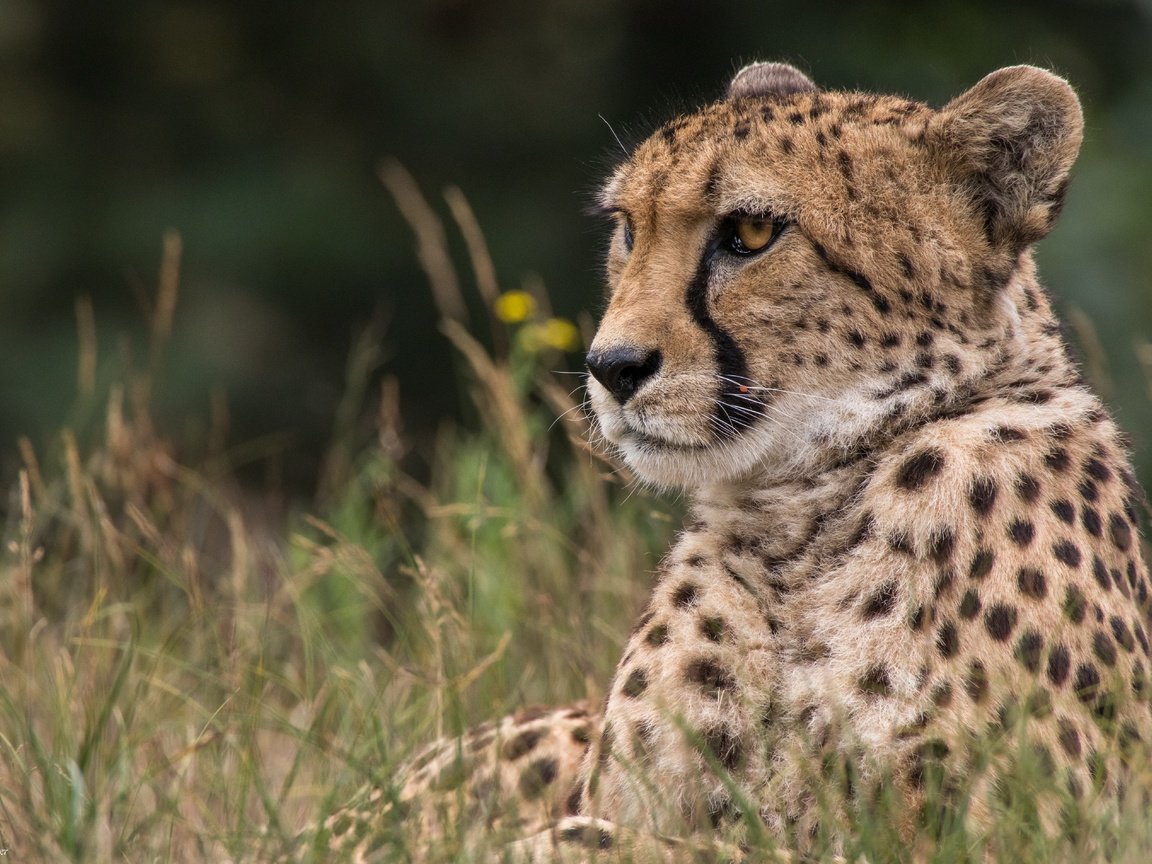 Обои морда, трава, взгляд, хищник, гепард, дикая кошка, face, grass, look, predator, cheetah, wild cat разрешение 5720x3813 Загрузить