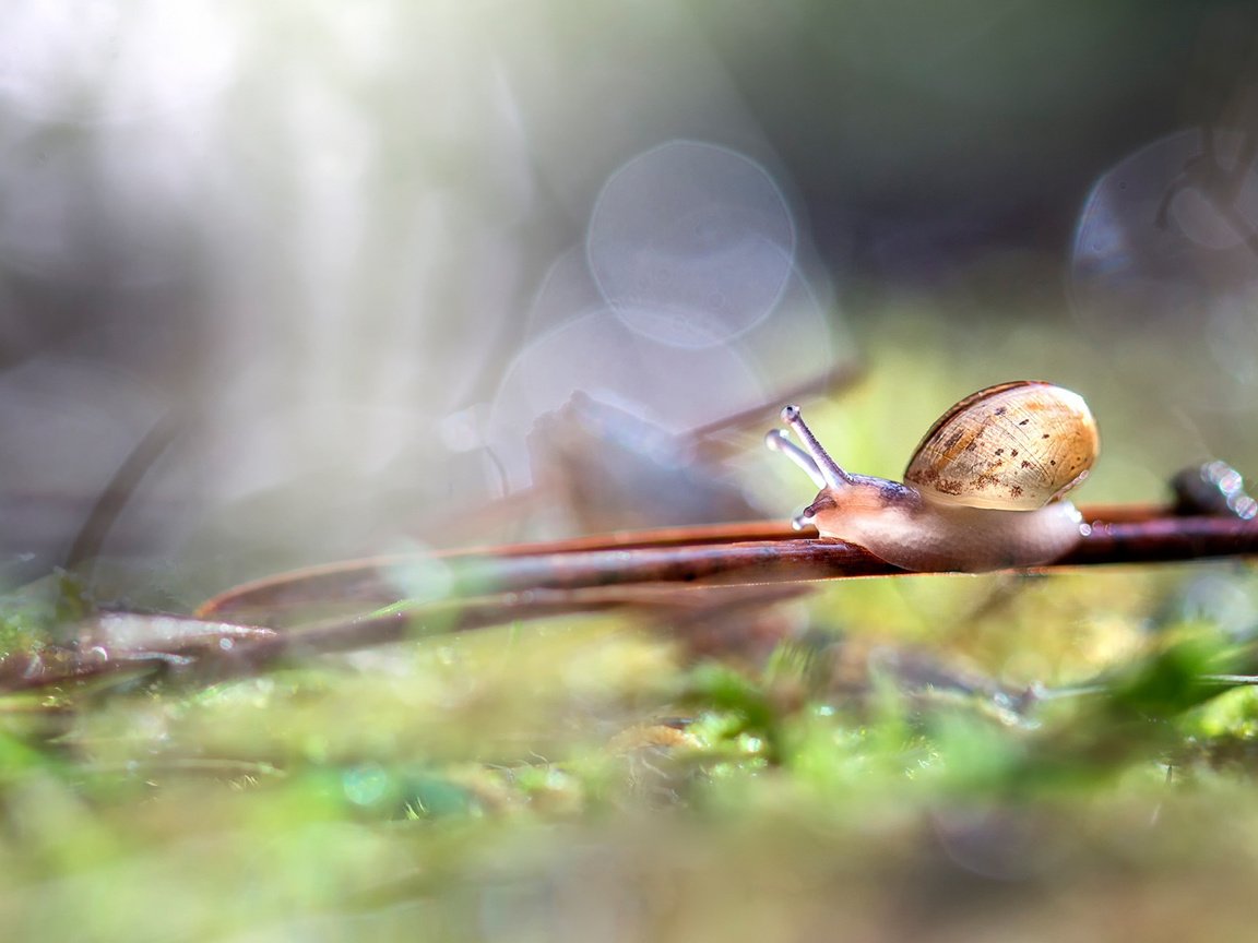 Обои свет, природа, макро, фон, веточка, улитка, боке, light, nature, macro, background, sprig, snail, bokeh разрешение 2112x1188 Загрузить