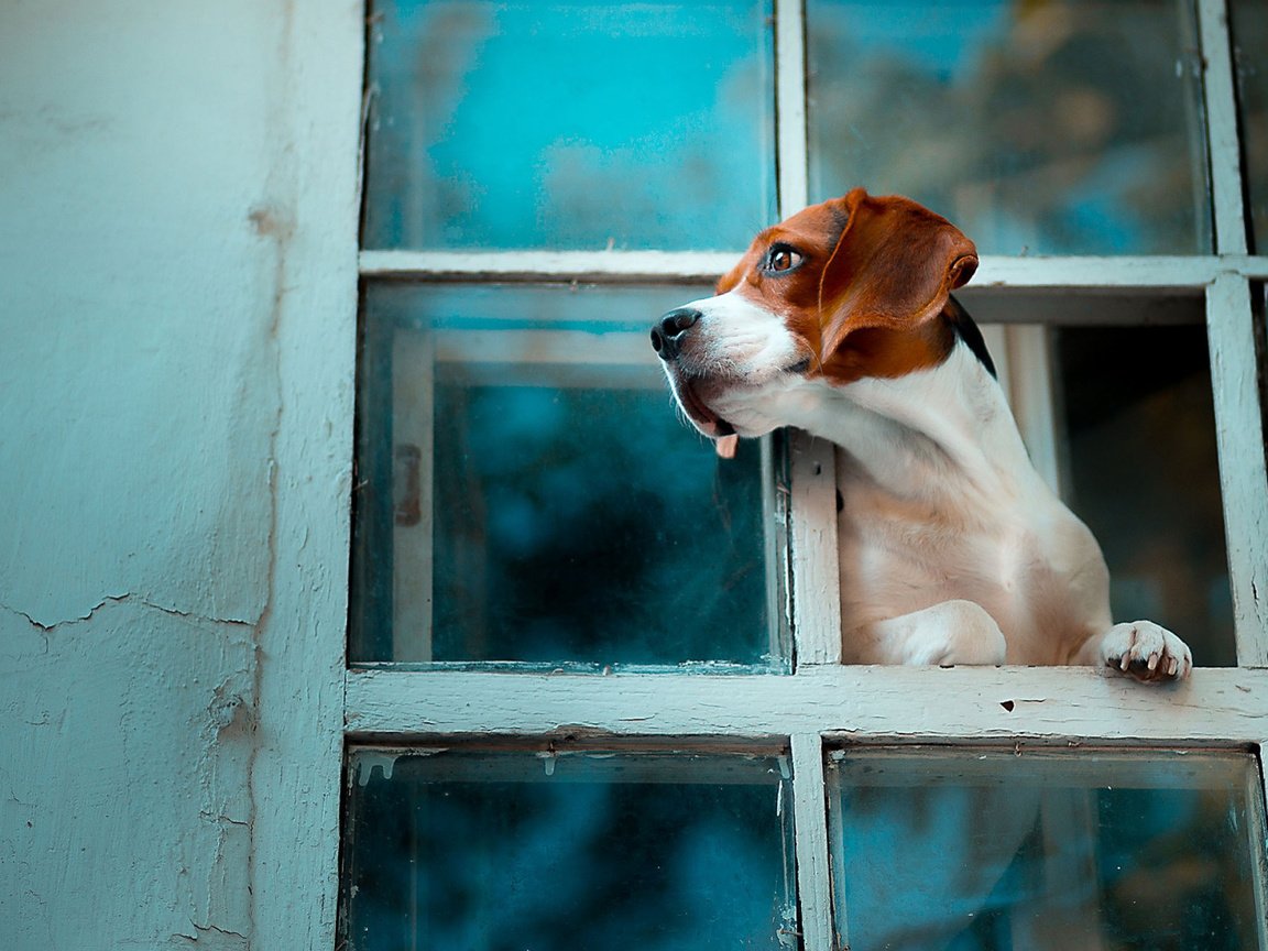 Обои собака, окно, бигль, dog, window, beagle разрешение 1920x1080 Загрузить