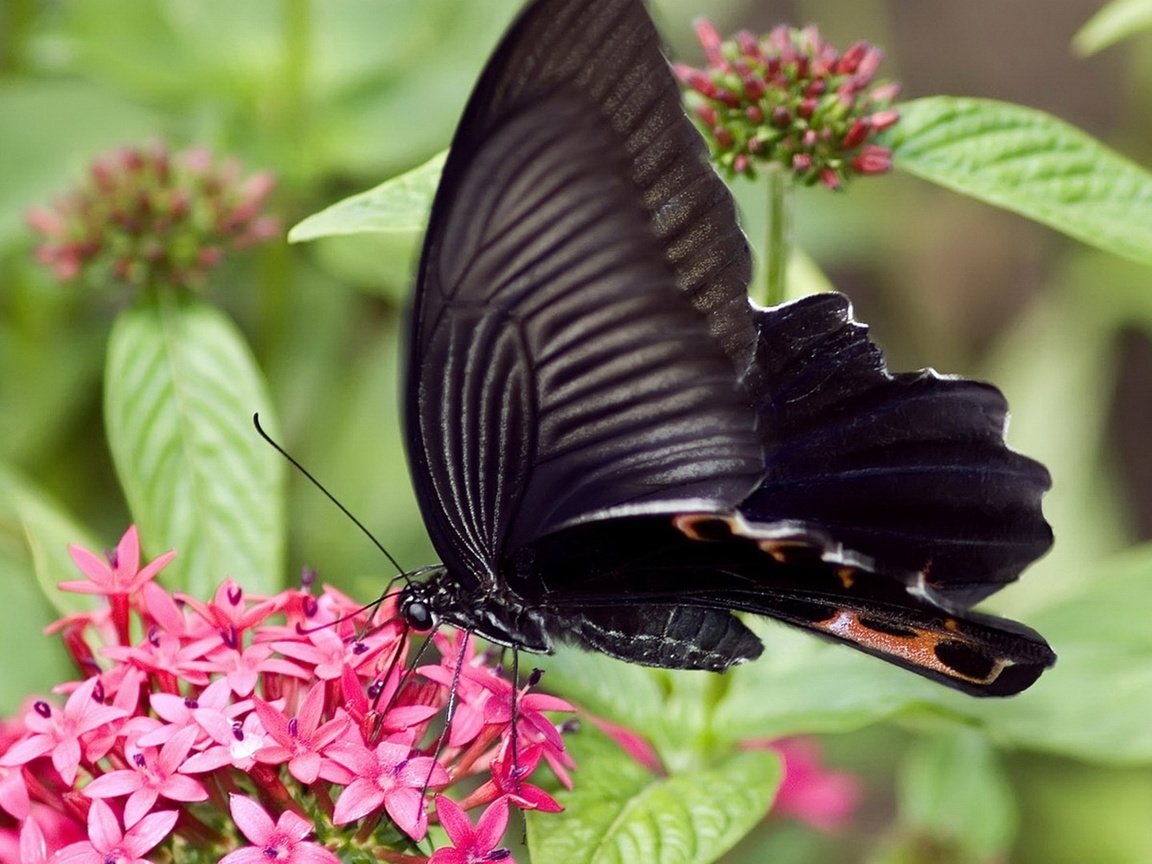 Обои цветы, насекомое, бабочка, крылья, flowers, insect, butterfly, wings разрешение 1920x1080 Загрузить