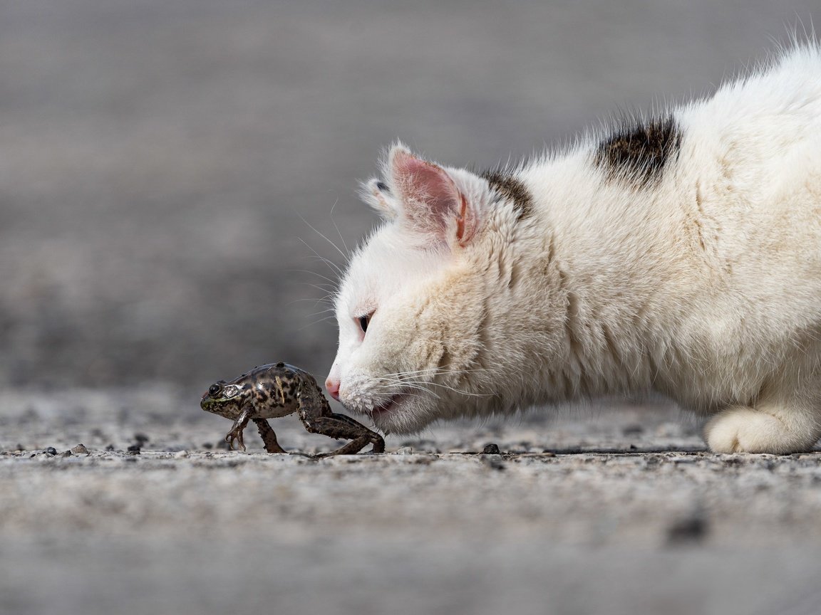 Обои морда, кот, кошка, котенок, лягушка, профиль, интерес, face, cat, kitty, frog, profile, interest разрешение 2048x1365 Загрузить