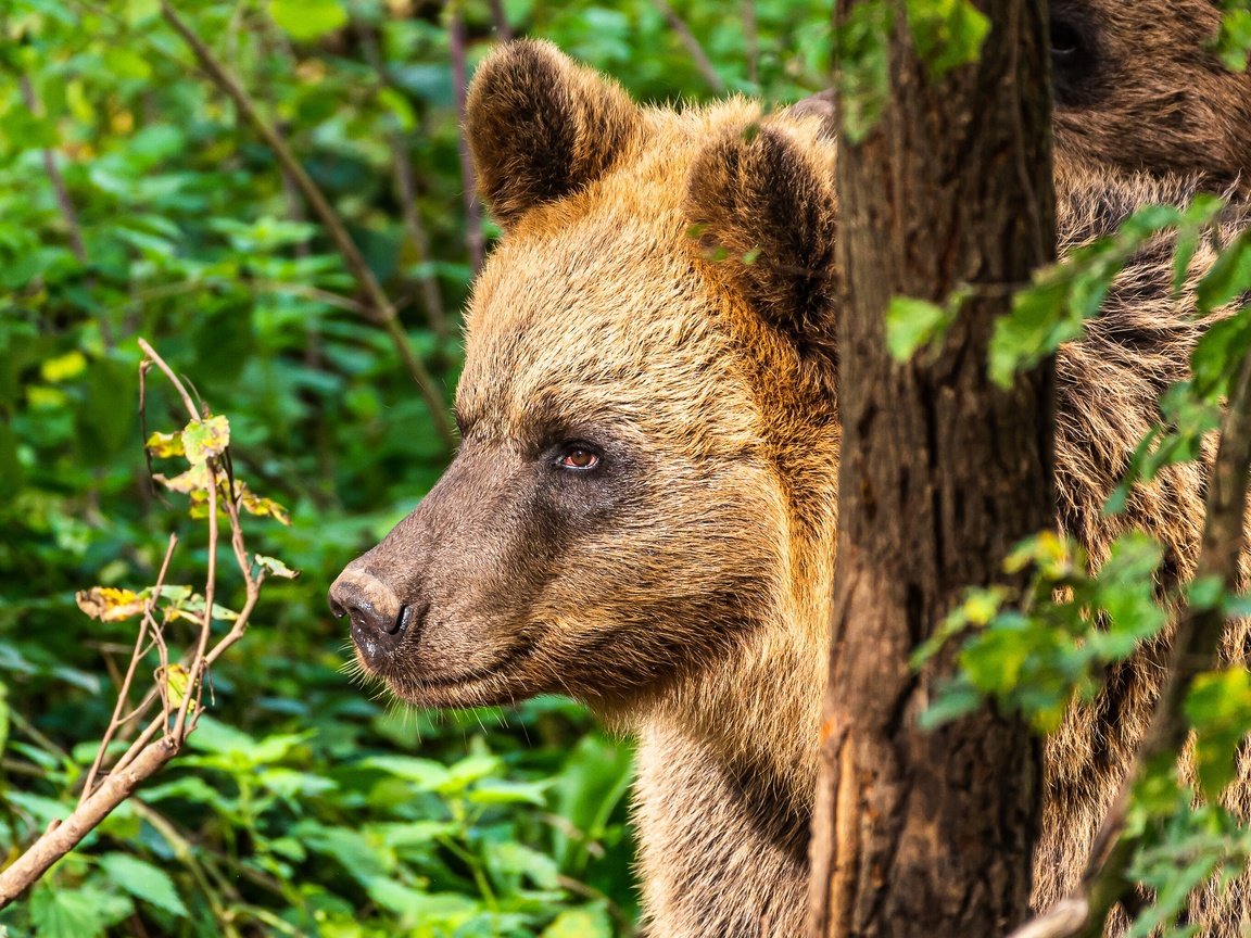 Обои морда, портрет, медведица, face, portrait, bear разрешение 3072x2044 Загрузить