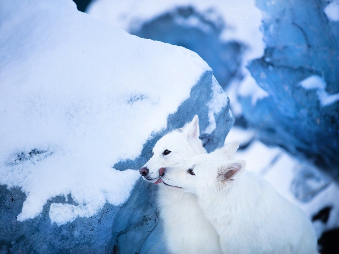 Обои снег, парочка, ледник, две собаки, белая швейцарская овчарка, snow, a couple, glacier, two dogs, the white swiss shepherd dog разрешение 2048x1365 Загрузить