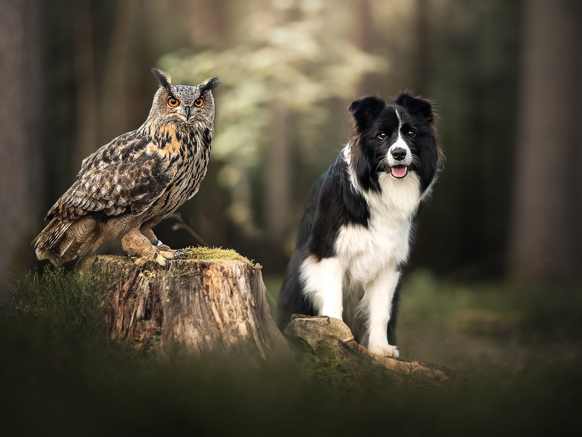 Обои сова, собака, птица, пень, боке, филин, owl, dog, bird, stump, bokeh разрешение 2048x1365 Загрузить