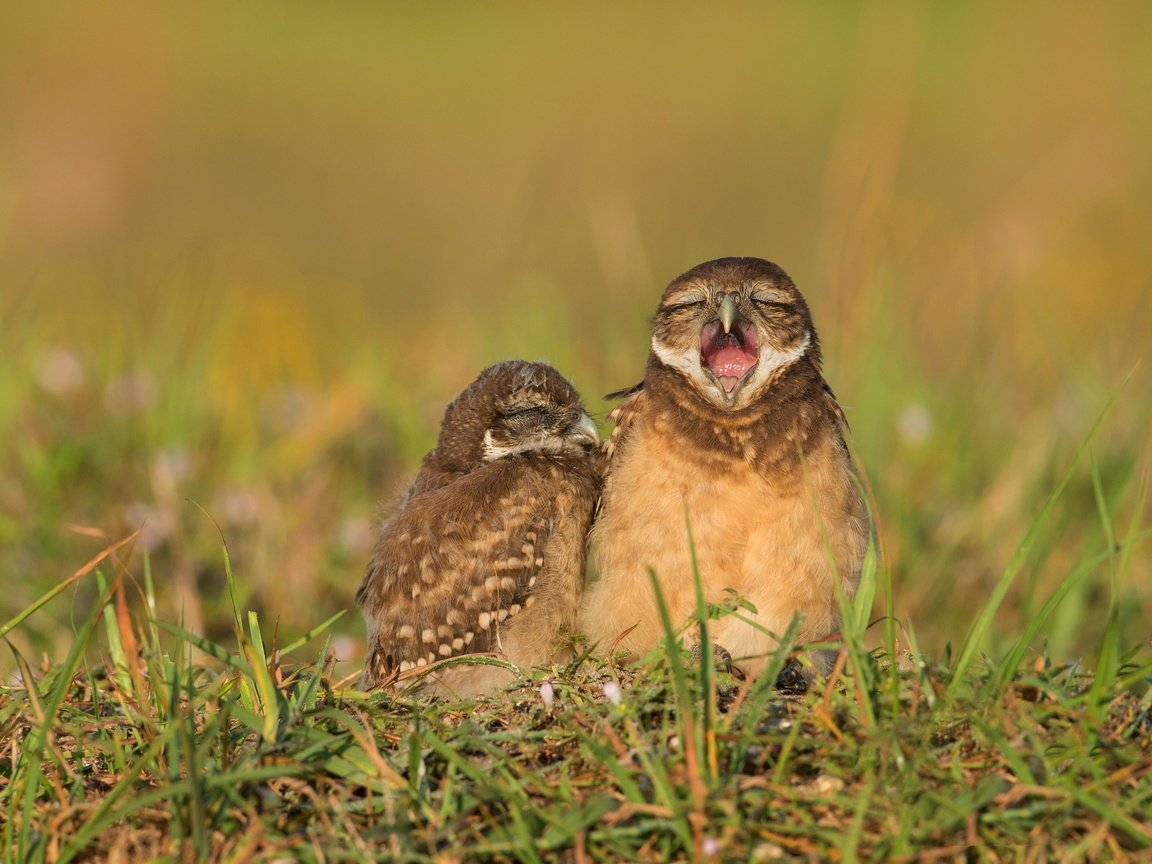 Обои трава, птицы, клюв, совы, сыч, сычи, grass, birds, beak, owls, owl разрешение 3666x2665 Загрузить