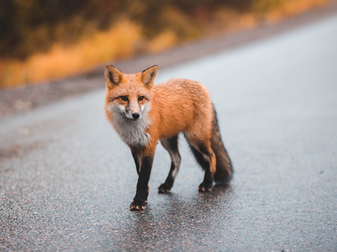 Обои дорога, мордочка, взгляд, лиса, лисица, размытый фон, road, muzzle, look, fox, blurred background разрешение 2400x1600 Загрузить