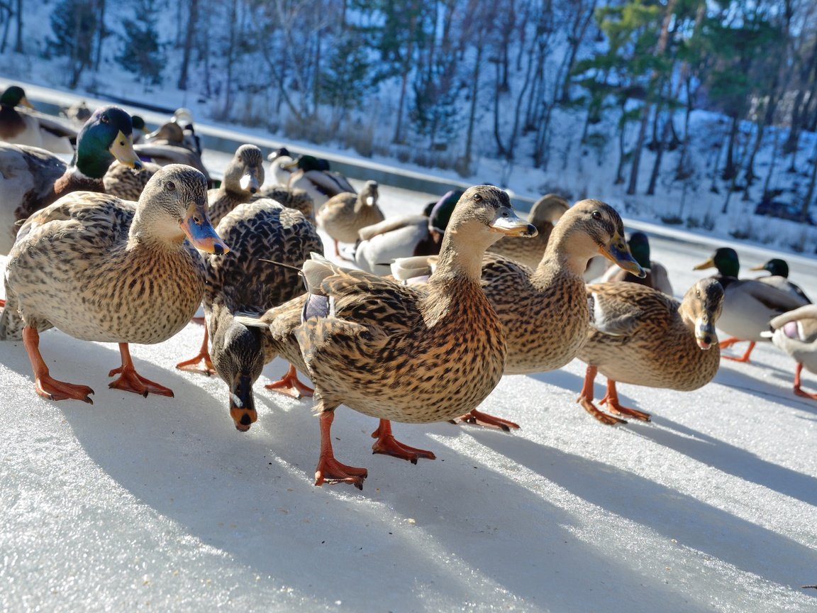 Обои дорога, утка, стая птиц, снег, природа, зима, птицы, прогулка, тени, утки, road, a flock of birds, snow, nature, winter, birds, walk, shadows, duck разрешение 4928x3264 Загрузить