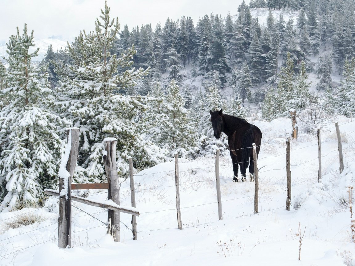 Обои лошадь, снег, природа, лес, зима, забор, ограждение, ели, конь, horse, snow, nature, forest, winter, the fence, ate разрешение 3202x2171 Загрузить