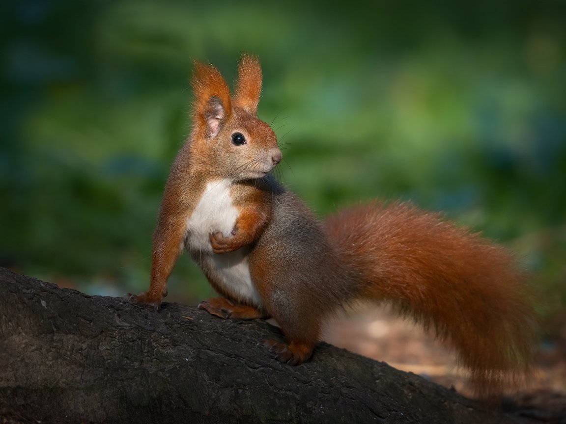 Обои рыжая, белка, хвост, боке, red, protein, tail, bokeh разрешение 2048x1365 Загрузить