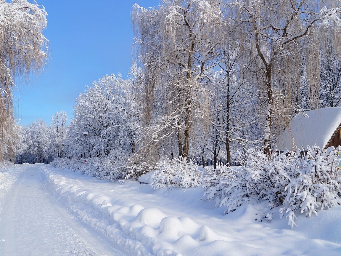 Обои снег, зима, зимний лес, snow, winter, winter forest разрешение 4912x3264 Загрузить