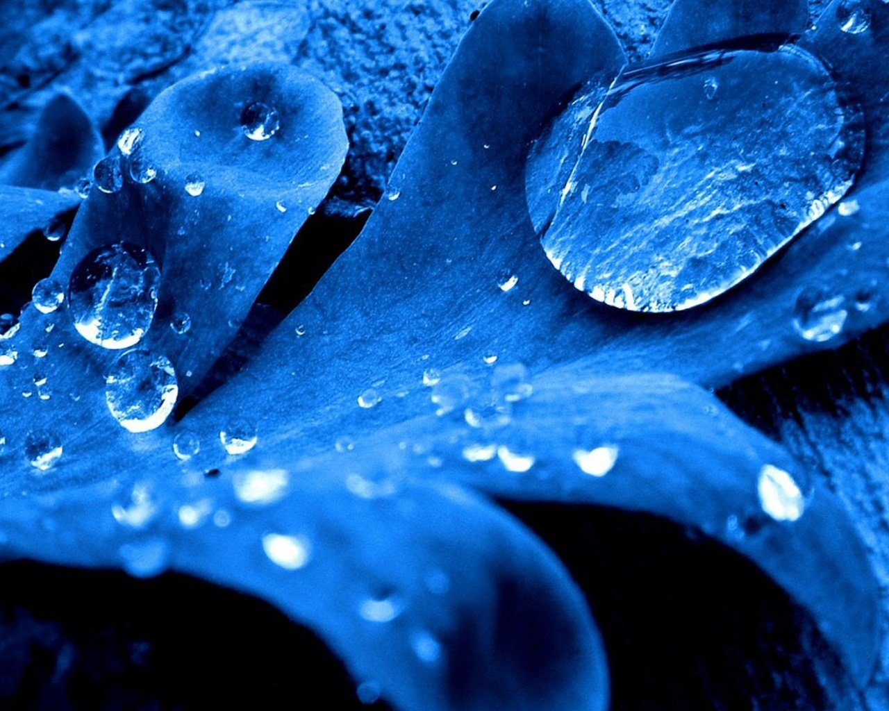 Обои синий, капли, лист, blue, drops, sheet разрешение 1920x1200 Загрузить