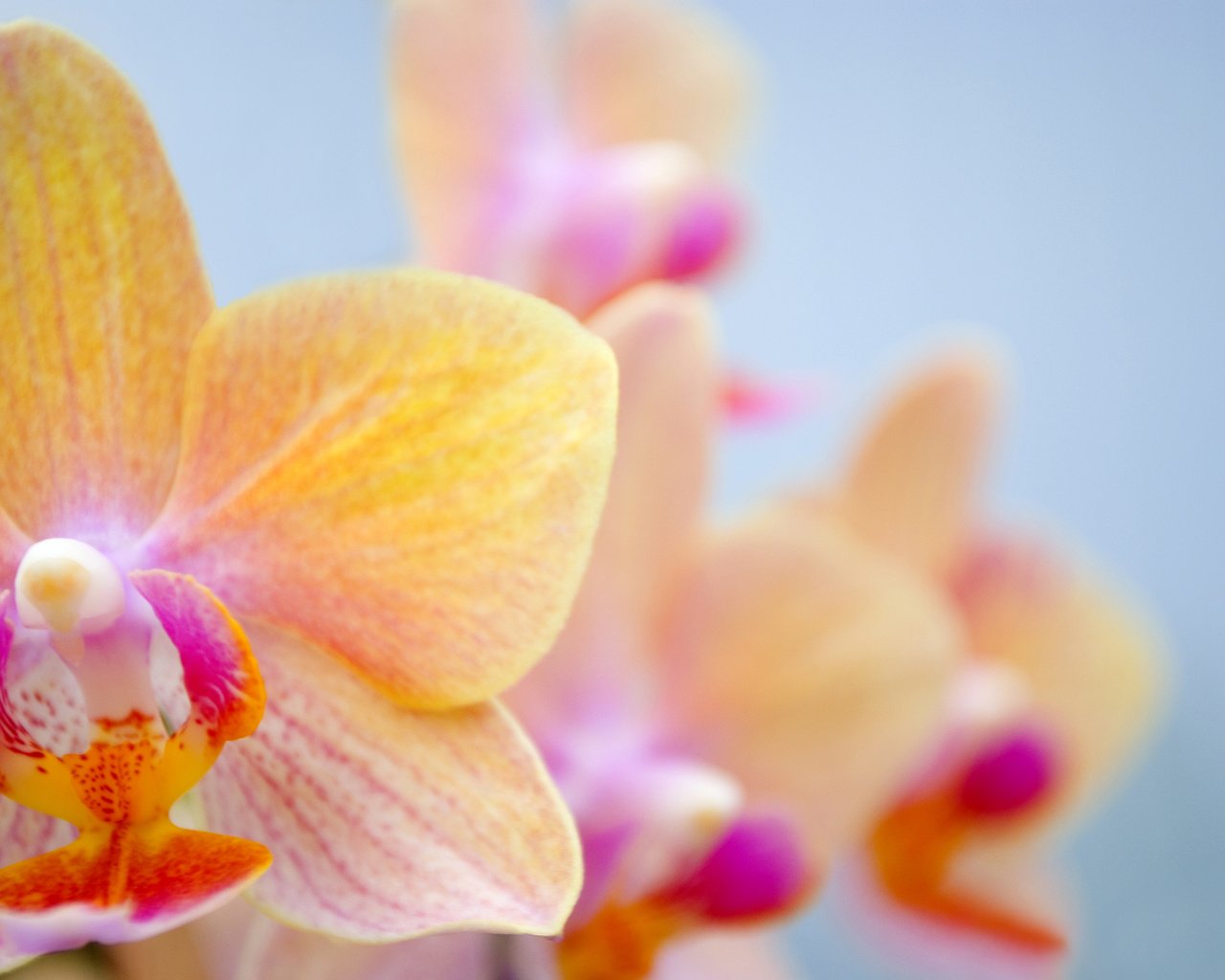 Обои цветок, орхидея, орхидею, flower, orchid разрешение 3043x2036 Загрузить