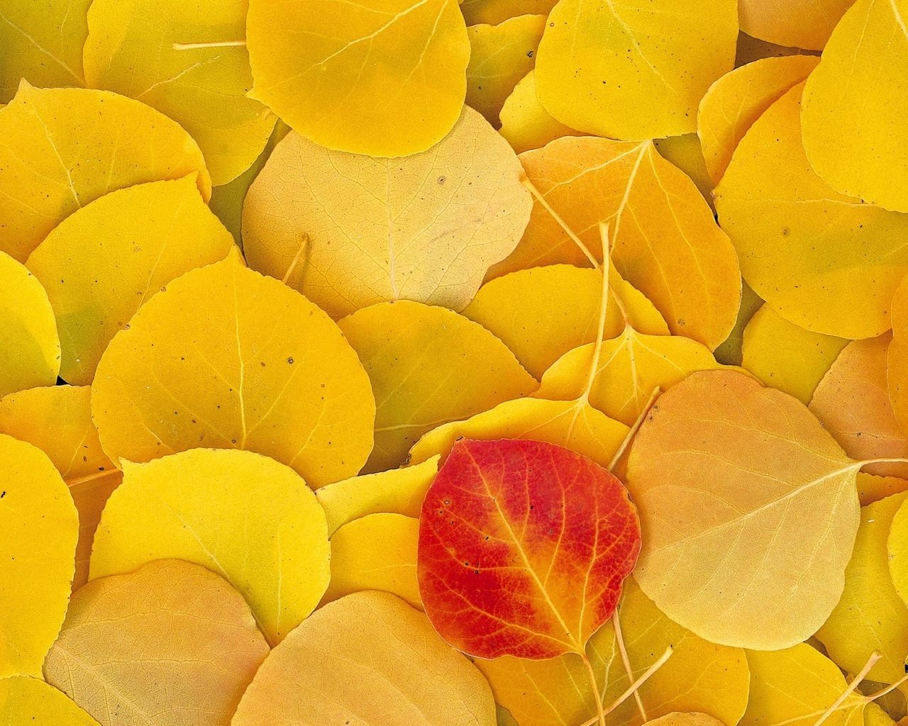 Обои листья, осень, желтые, leaves, autumn, yellow разрешение 1999x1333 Загрузить