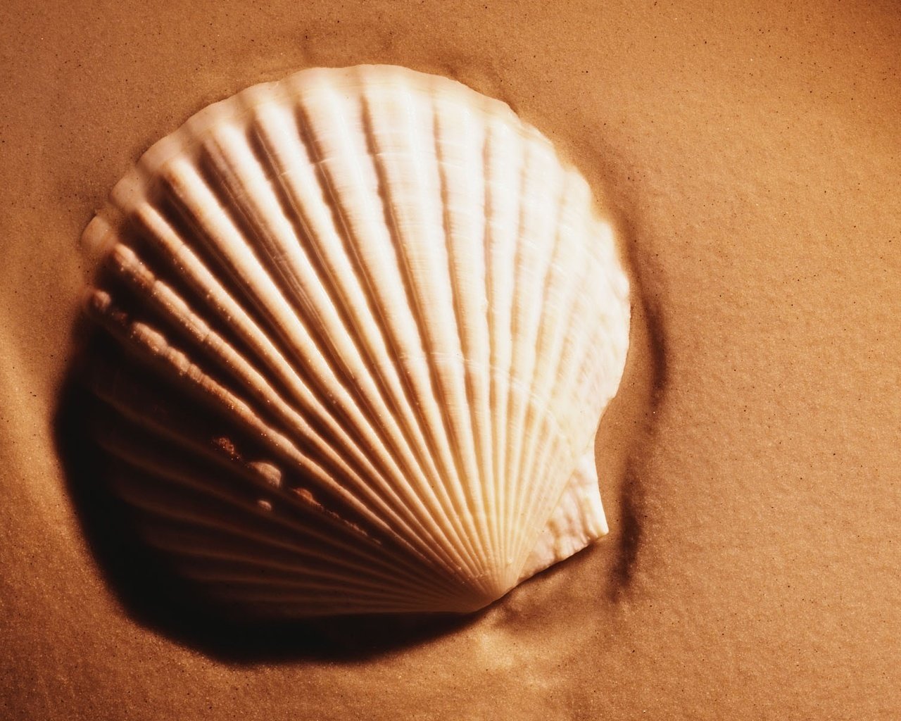 Обои песок, ракушки, sand, shell разрешение 1920x1200 Загрузить