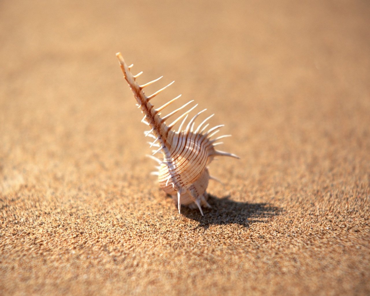 Обои фокус камеры, песок, минимализм, иголки, ракушка, the focus of the camera, sand, minimalism, needles, shell разрешение 1920x1440 Загрузить