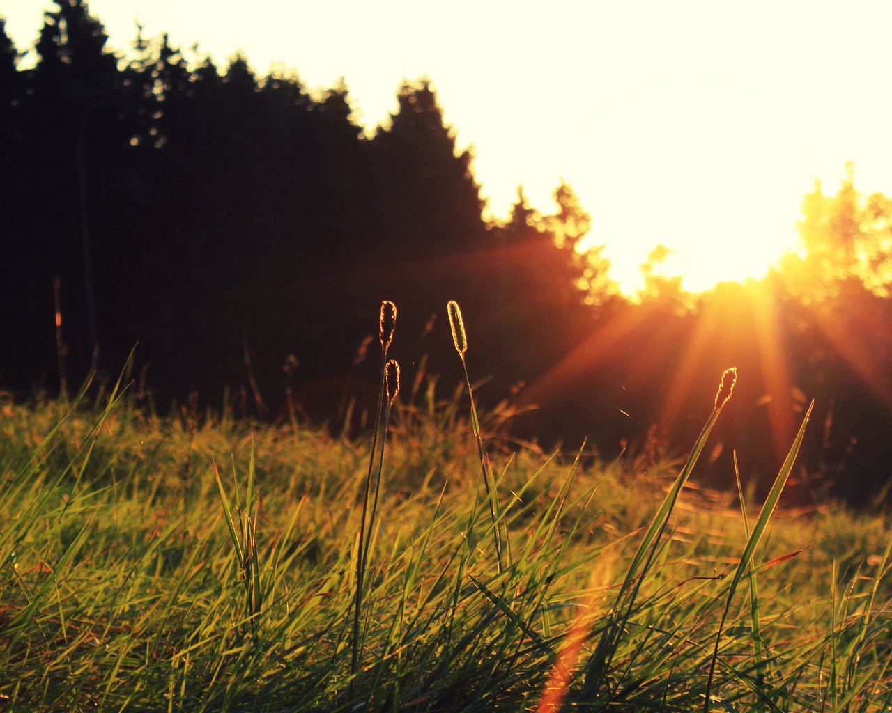 Обои трава, солнце, закат, grass, the sun, sunset разрешение 2560x1600 Загрузить