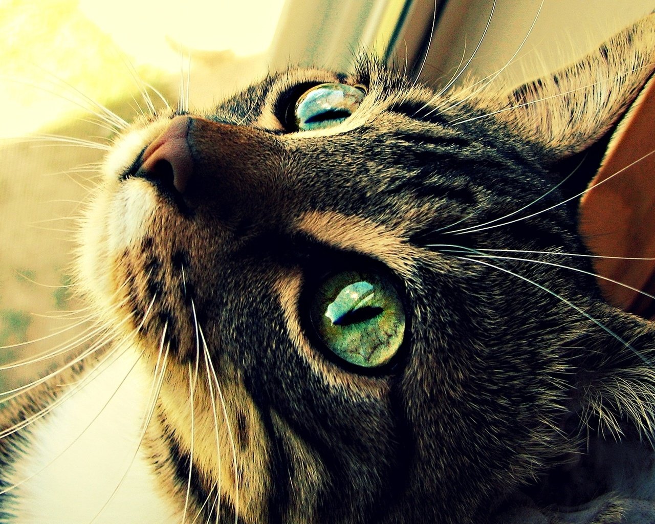 Обои глаза, кот, шерсть, кошка, зеленые, котэ, eyes, cat, wool, green, kote разрешение 1920x1052 Загрузить