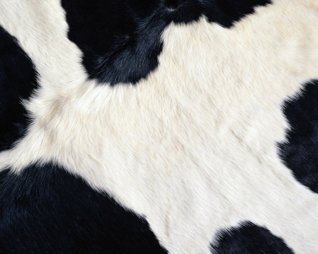 Обои черный, белый, пятна, корова, black, white, spot, cow разрешение 1920x1200 Загрузить