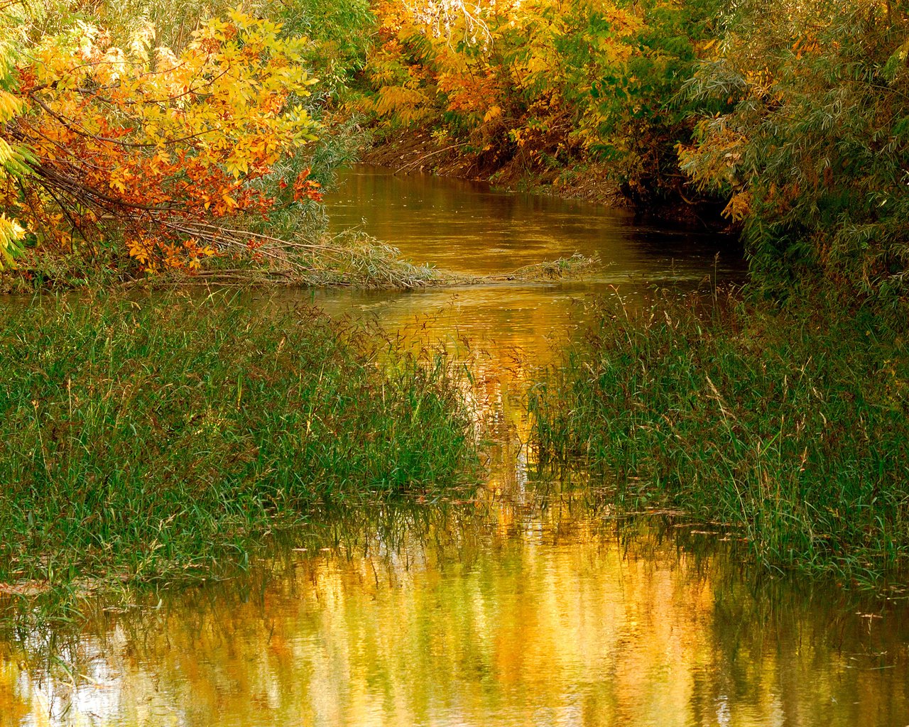 Обои трава, деревья, вода, природа, листья, осень, пруд, на природе, grass, trees, water, nature, leaves, autumn, pond разрешение 2560x1600 Загрузить