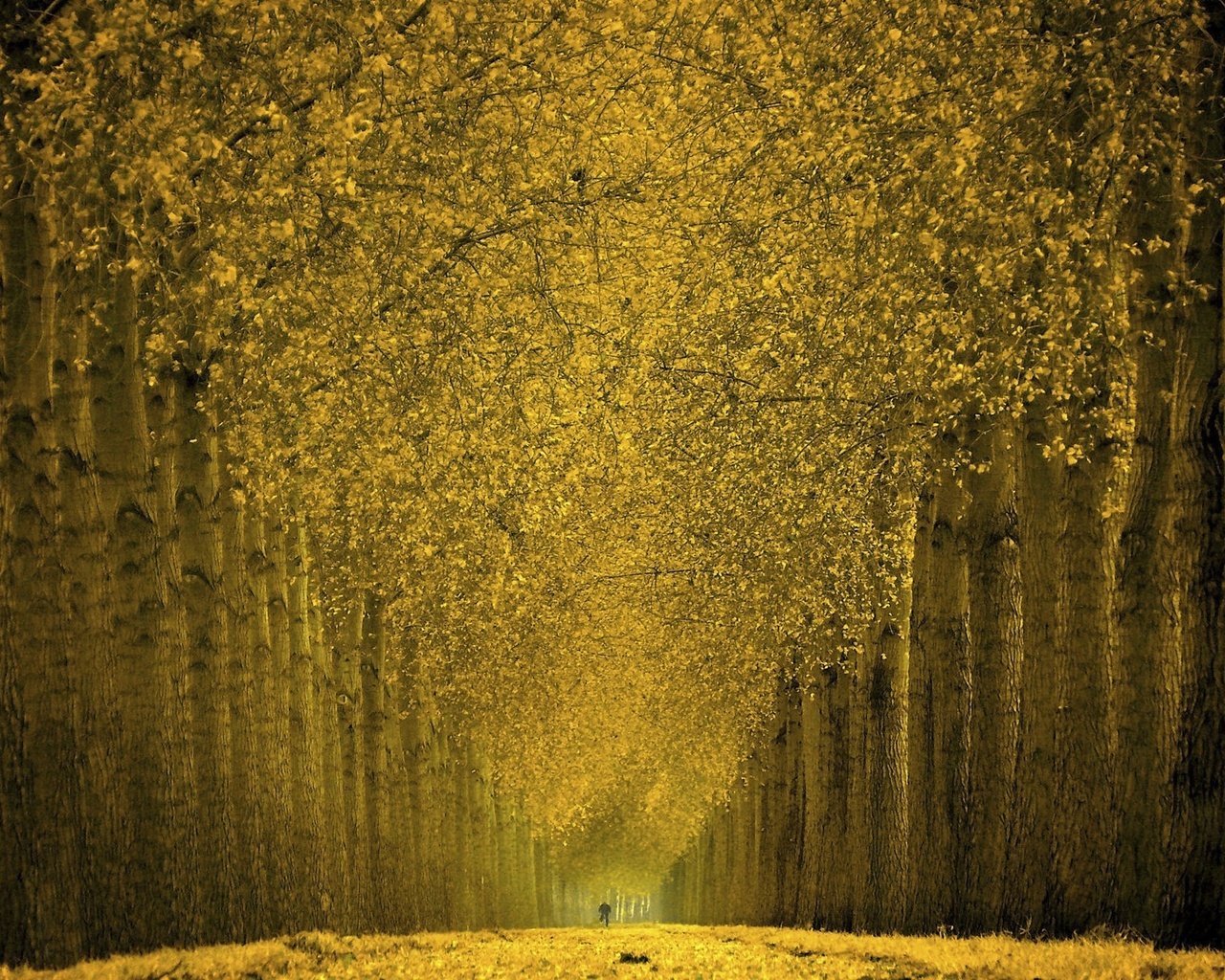 Обои деревья, листья, золото, аллея, trees, leaves, gold, alley разрешение 1920x1200 Загрузить