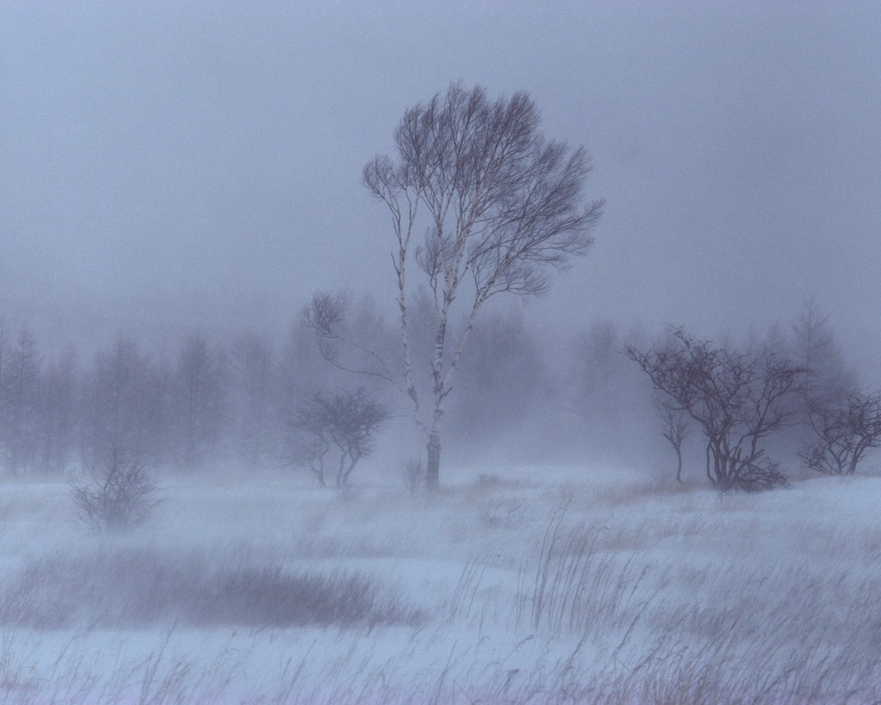 Обои деревья, снег, зима, береза, trees, snow, winter, birch разрешение 1920x1440 Загрузить