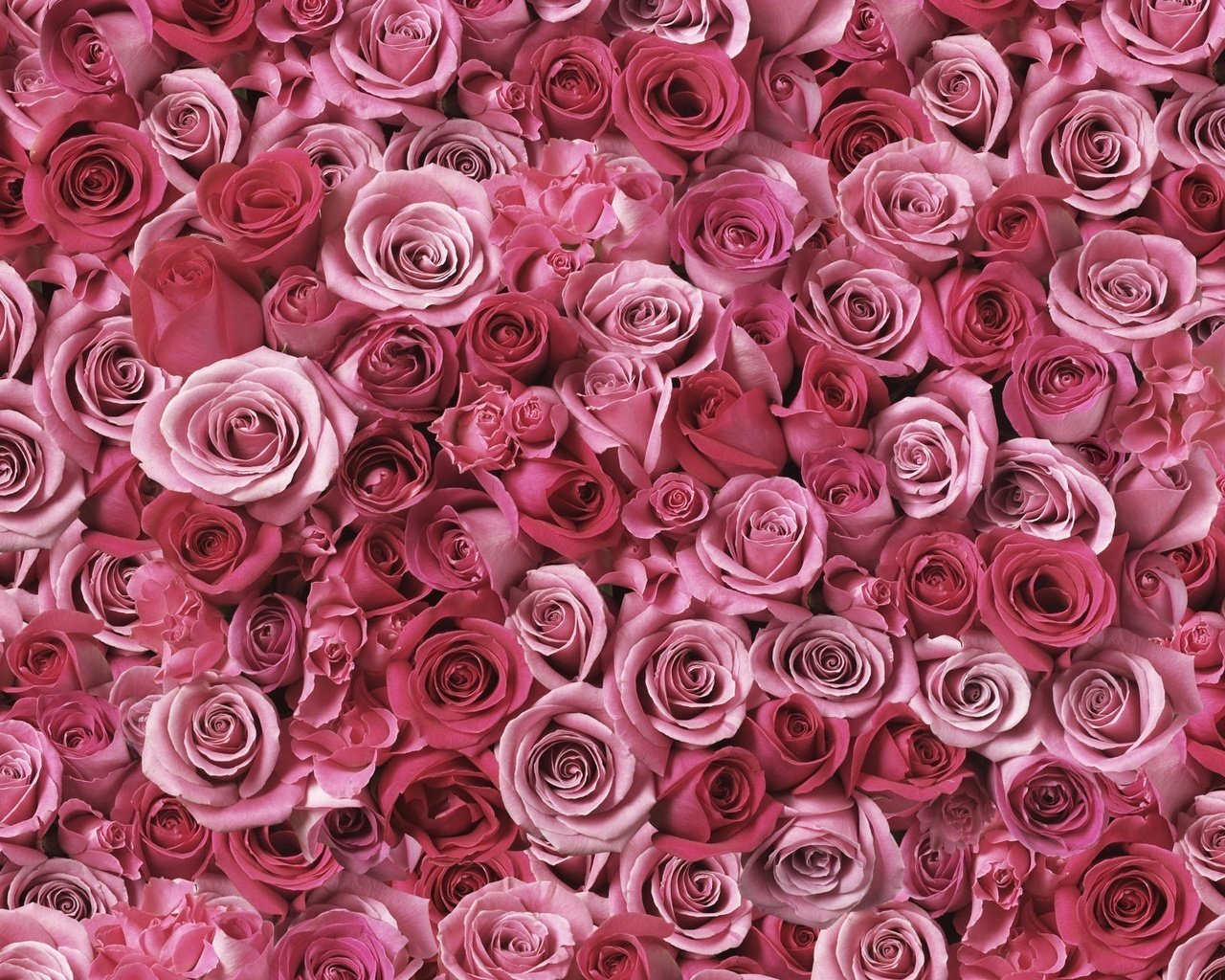 Обои цветы, бутоны, розы, лепестки, розовые, россыпь, flowers, buds, roses, petals, pink, placer разрешение 2000x1307 Загрузить