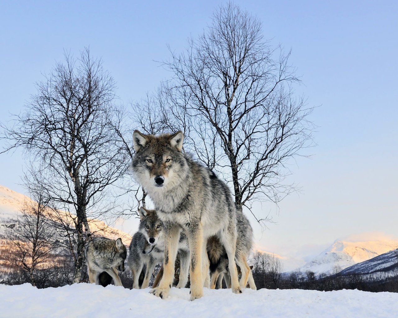 Обои зима, взгляд, волк, winter, look, wolf разрешение 1920x1200 Загрузить