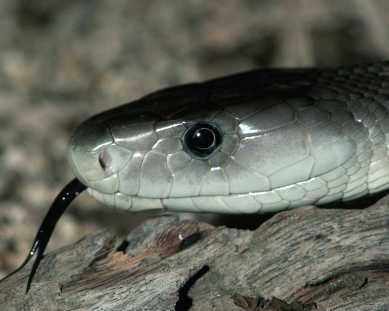 Обои глаза, камни, змея, язык, серая змея, черный язык, мамба, eyes, stones, snake, language, grey snake, black tongue, mamba разрешение 3580x2346 Загрузить