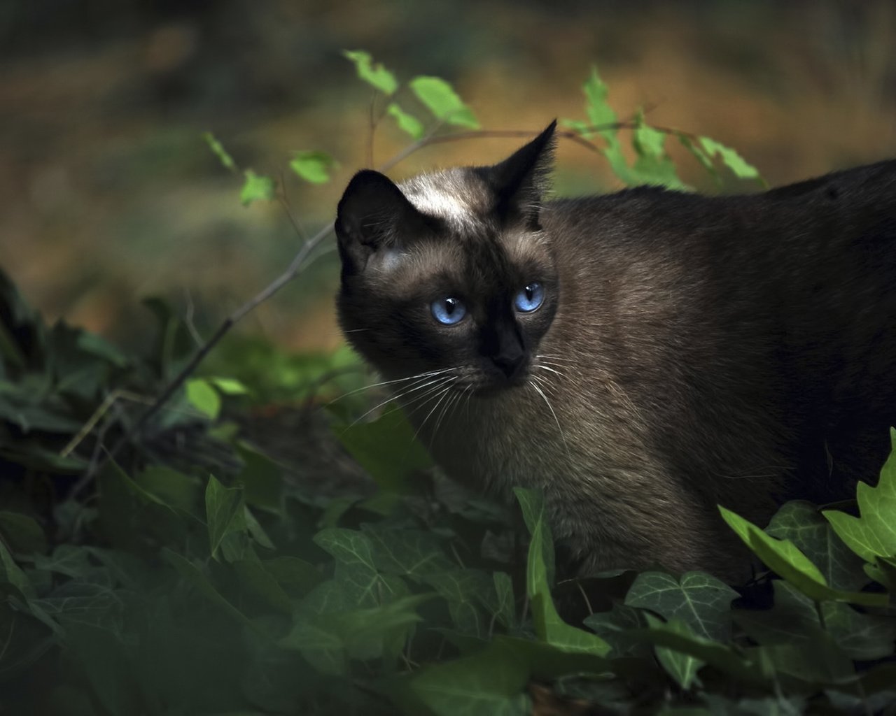 Обои трава, животные, кот, сиамский, голубоглазый, grass, animals, cat, siamese, blue-eyed разрешение 1920x1200 Загрузить