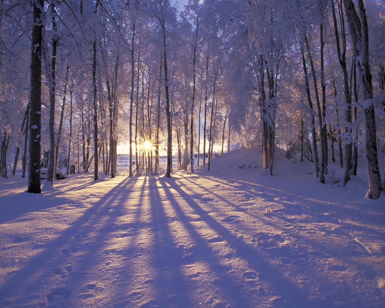 Обои солнце, снег, лес, зима, иней, деревья. лучи, the sun, snow, forest, winter, frost, trees. rays разрешение 1920x1200 Загрузить