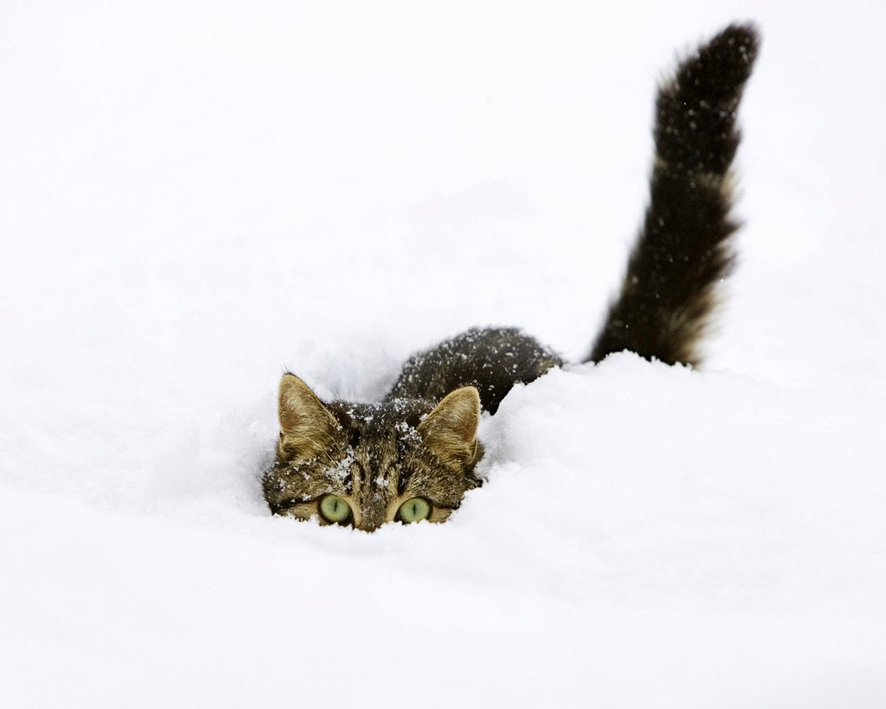 Обои снег, зима, кот, прячется, snow, winter, cat, hiding разрешение 1920x1200 Загрузить