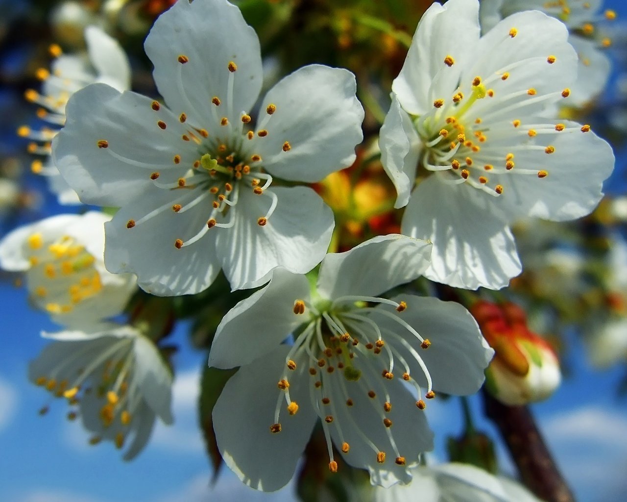 Обои цветение, весна, белые, flowering, spring, white разрешение 1920x1200 Загрузить