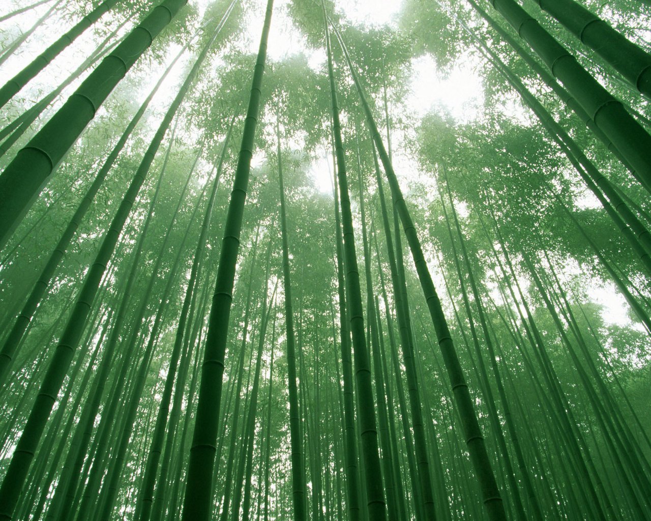 Обои небо, деревья, зелёный, листва, бамбук, the sky, trees, green, foliage, bamboo разрешение 1920x1200 Загрузить