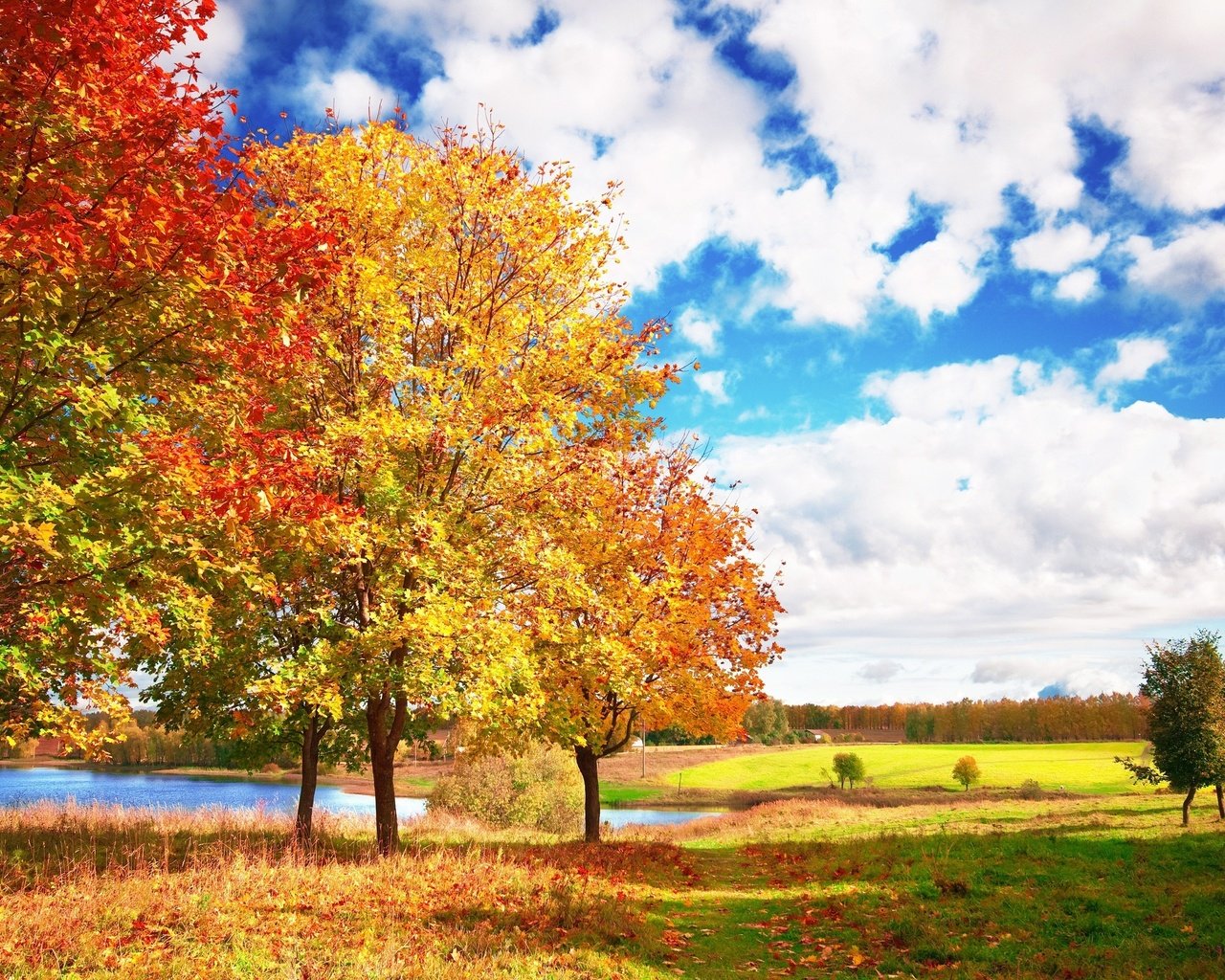 Обои небо, облака, деревья, осень, яркие, голубое, осен, the sky, clouds, trees, autumn, bright, blue разрешение 3008x1998 Загрузить