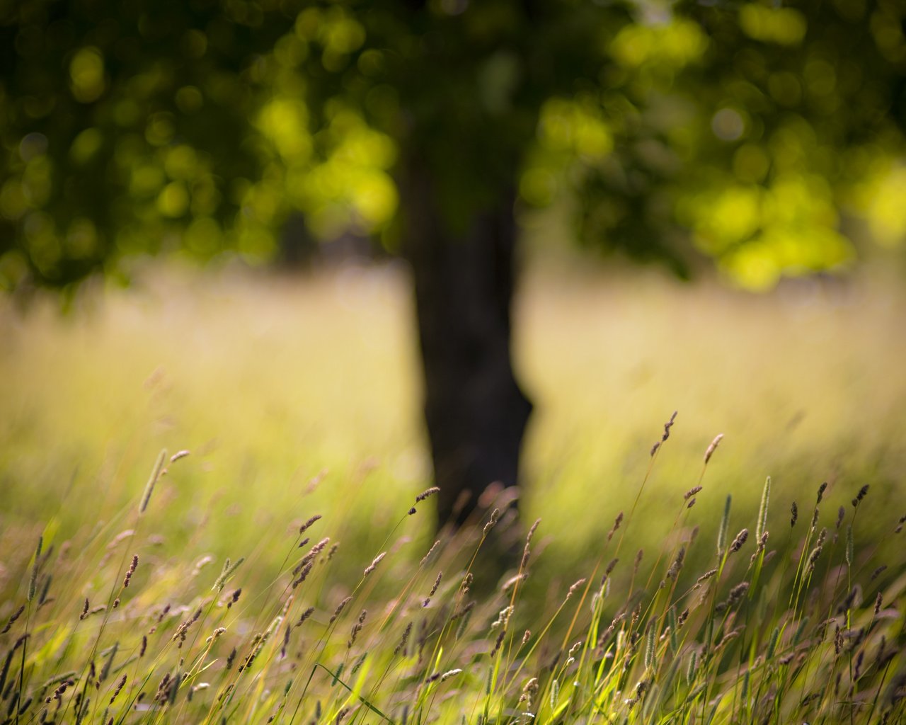 Обои трава, дерево, поле, grass, tree, field разрешение 4368x2912 Загрузить